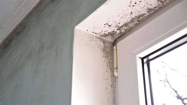 Best Basement Mold Remediation in Wadesboro, NC